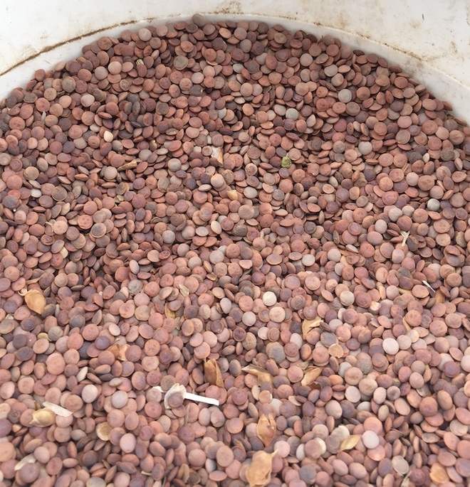 80mt Lentils ex farm Grain & Seed Lentils For Sale